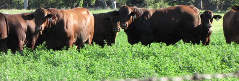 Quirindi Grain And Produce - Sunshine Coast Guide 3