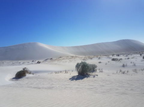 Pinnacles Desert, Koalas And Sandboarding 4WD Day Tour From Perth - Sunshine Coast Guide 2