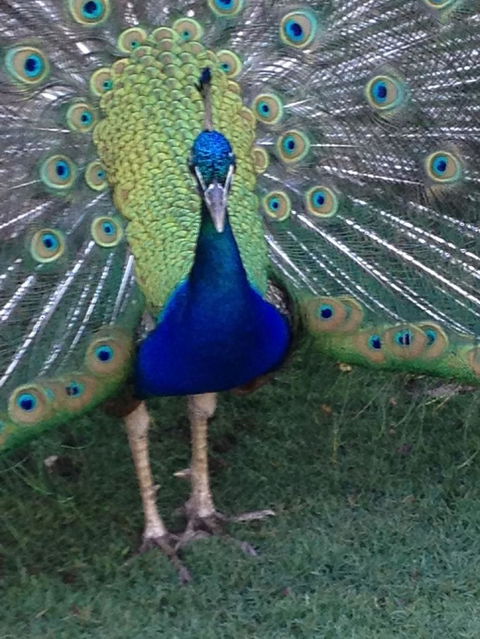 Pinnacles Desert, Koalas And Sandboarding 4WD Day Tour From Perth - Sunshine Coast Guide 22