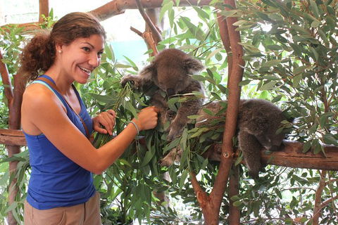 Pinnacles Desert, Koalas And Sandboarding 4WD Day Tour From Perth - Sunshine Coast Guide 29