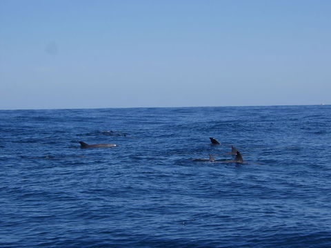 Rottnest Island Tour From Perth Or Fremantle Including Adventure Speed Boat Ride - Sunshine Coast Guide 6
