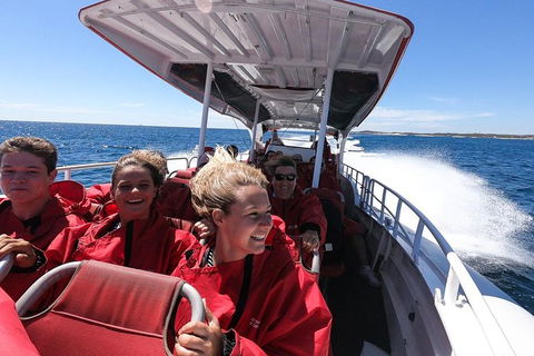 Rottnest Island Tour From Perth Or Fremantle Including Adventure Speed Boat Ride - Sunshine Coast Guide 8