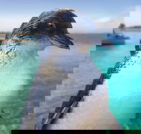 Full-Day Penguin Island  Fremantle Town - Sunshine Coast Guide