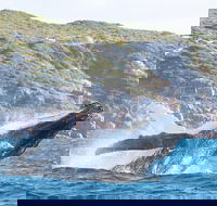 Jet Boat Whale Watching Safari from Dunsborough - Sunshine Coast Guide