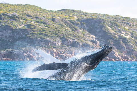 Jet Boat Whale Watching Safari From Dunsborough - Sunshine Coast Guide 0