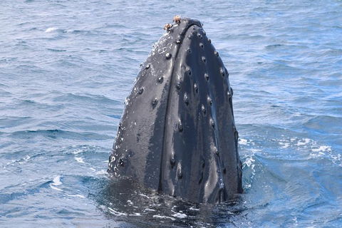 Jet Boat Whale Watching Safari From Dunsborough - Sunshine Coast Guide 1