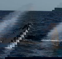 Perth Whale-Watching Cruise from Hillarys Boat Harbour - Sunshine Coast Guide