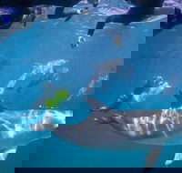 Swim with Wild Dolphins - Sunshine Coast Guide