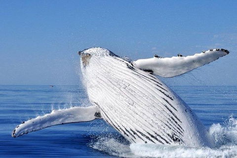 Whale Watching Busselton Departing From Busselton Jetty - Sunshine Coast Guide 0