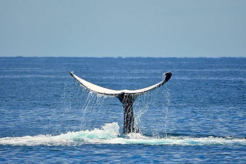 Whale Watching Busselton Departing From Busselton Jetty - Sunshine Coast Guide 1