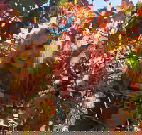 Swan Valley Winery Experience - Full Day Coach Tour - Sunshine Coast Guide