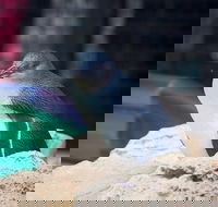 Full-Day Penguin Island  Mandurah Canal Cruise - Sunshine Coast Guide