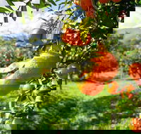 Full-Day Swan Valley Wildlife Park Winery  Fruit Orchard - Sunshine Coast Guide