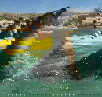 Penguin and Seal Island Kayak Tour - Sunshine Coast Guide