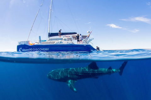 Ningaloo Whale Shark Swim On A Luxury Sailing Catamaran - Sunshine Coast Guide 2
