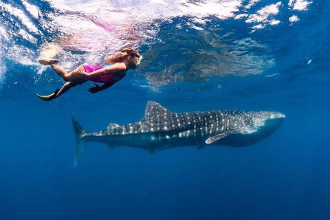 Ningaloo Whale Shark Swim On A Luxury Sailing Catamaran - Sunshine Coast Guide 5