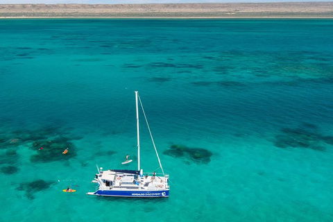 Ningaloo Whale Shark Swim On A Luxury Sailing Catamaran - Sunshine Coast Guide 4