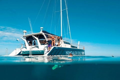 Ningaloo Whale Shark Swim On A Luxury Sailing Catamaran - Sunshine Coast Guide 7