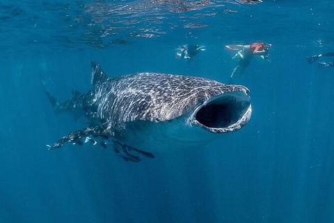 Ningaloo Whale Shark Swim On A Luxury Sailing Catamaran - Sunshine Coast Guide 6