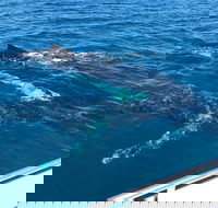 Busselton Whale Watching - Sunshine Coast Guide