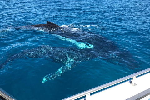 Busselton Whale Watching - Sunshine Coast Guide 0