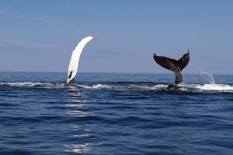 Busselton Whale Watching - Sunshine Coast Guide 1