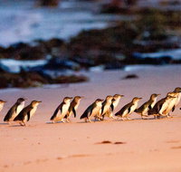 Phillip Island Penguin Parade Entry and Express Shuttle from Melbourne - Sunshine Coast Guide