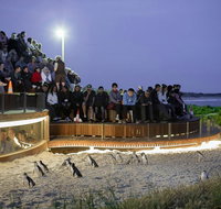 Small-Group Phillip Island Day Trip from Melbourne with Penguin Plus Viewing - Sunshine Coast Guide