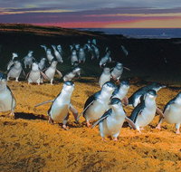 Phillip Island Tour from Melbourne - Sunshine Coast Guide