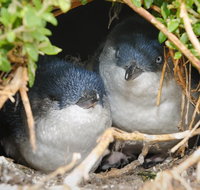 Phillip Island Penguin Parade Evening Tour - Sunshine Coast Guide