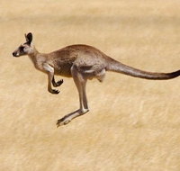 Koalas and Kangaroo in the Wild Tour from Melbourne - Sunshine Coast Guide