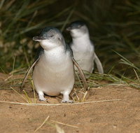 Express Expedition to Phillip Island Penguin Wildlife Encounter Evening Tour - Sunshine Coast Guide