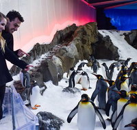 Penguin Passport at SEA LIFE Melbourne Aquarium - Sunshine Coast Guide