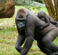 Melbourne Zoo General Entry Ticket - Sunshine Coast Guide