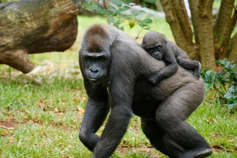 Melbourne Zoo General Entry Ticket - Sunshine Coast Guide 0