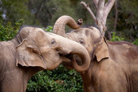 Melbourne Zoo General Entry Ticket - Sunshine Coast Guide 6