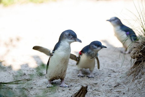 Melbourne Zoo General Entry Ticket - Sunshine Coast Guide 5