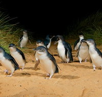 Phillip Island Penguin Parade Express Tour from Melbourne - Sunshine Coast Guide