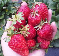 Mornington Peninsula including Strawberry Farm Day Tour from Melbourne - Sunshine Coast Guide