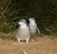 Full-Day Penguin Parade and Melbourne City Tour From Melbourne - Sunshine Coast Guide