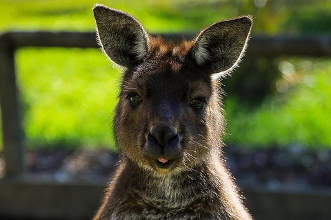 Ballarat Wildlife Park - Sunshine Coast Guide 1