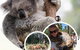 Ballarat Wildlife Park - thumb 0