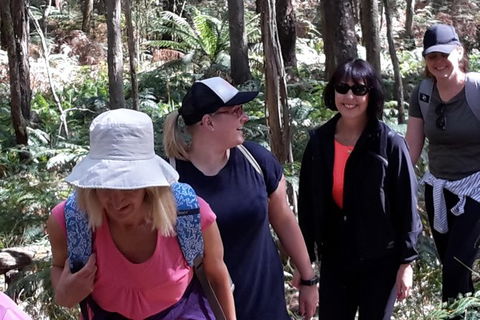 GPS Guided Walks In The Daylesford Forest - Sunshine Coast Guide 1