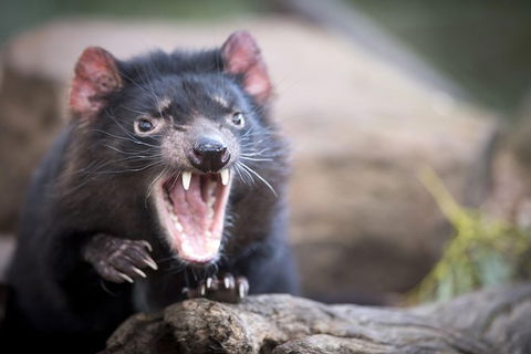 Port Arthur And Tassie Devils Active Day Tour From Hobart - Sunshine Coast Guide 0