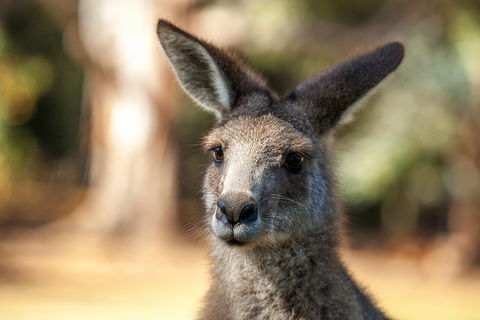 Port Arthur And Tassie Devils Active Day Tour From Hobart - Sunshine Coast Guide 12