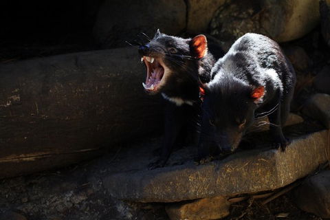 Port Arthur And Tassie Devils Active Day Tour From Hobart - Sunshine Coast Guide 5