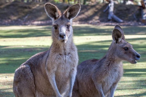 Port Arthur And Tassie Devils Active Day Tour From Hobart - Sunshine Coast Guide 10
