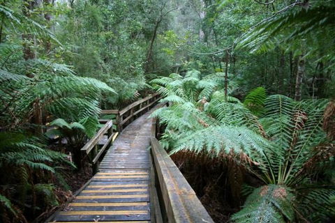 Small-group DayTour From Hobart: Hastings Caves, Huon Valley And Tahune AirWalk - Sunshine Coast Guide 0