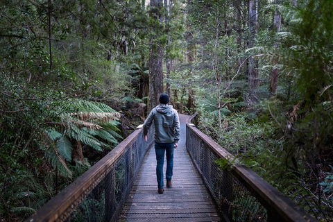 Small-group DayTour From Hobart: Hastings Caves, Huon Valley And Tahune AirWalk - Sunshine Coast Guide 11