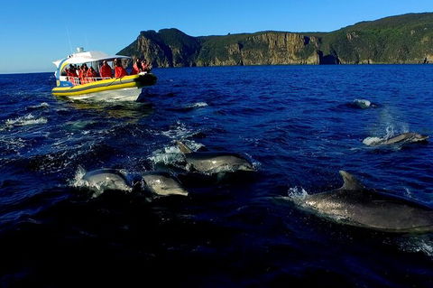 3-Hour Tasman Peninsula Wilderness Cruise From Port Arthur - Sunshine Coast Guide 4